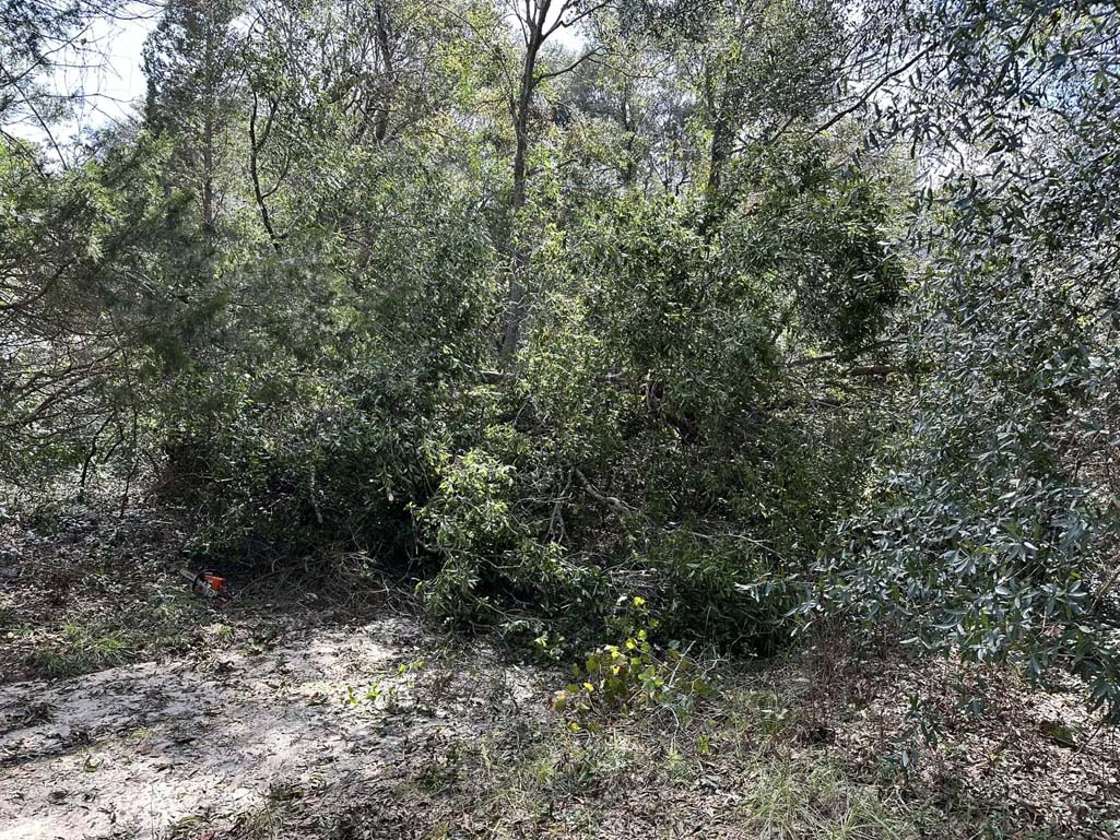 Before Land Clearing